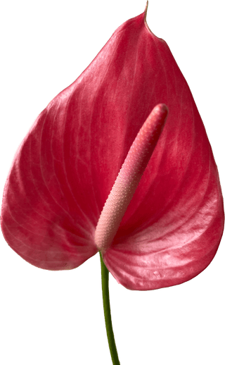 Anthurium Pink Tropical Flower (Fresh Cut)