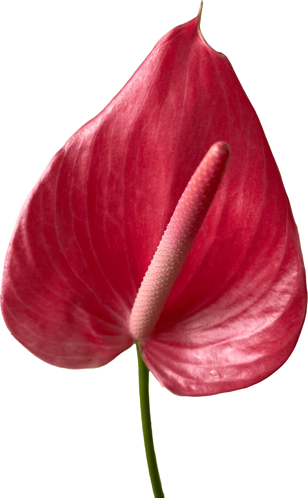 Anthurium Hot Pink Tropical Flower (Fresh Cut)