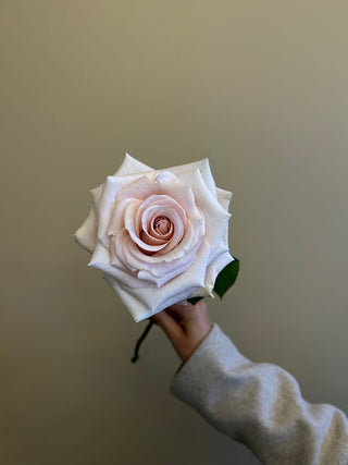 Light Pink Cleo Rose Fresh Cut – Premium Farm Direct Roses