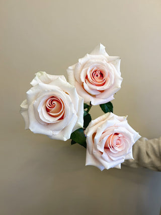 Light Pink Cleo Rose Fresh Cut – Premium Farm Direct Roses