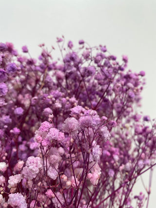 Gypsophilia Dried Natural Preserved