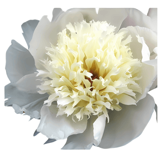 Immaculae - Patagonia Peonies Flowers | Fresh-Cut Wholesale Peony (October - November - December)