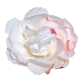 Iceberg - Patagonia Peonies Flowers | Fresh-Cut Wholesale Peony (October - November - December)