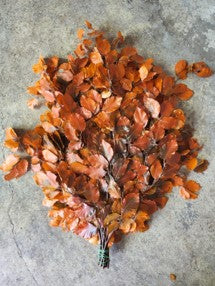 Copperbeech Orange Italy Natural (Preserved Fall Foliafe)