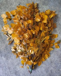 Copperbeech Yellow Italy Natural (Preserved Fall Foliafe)