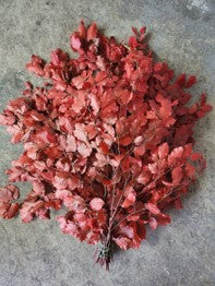 Copperbeech Red Italy Natural (Preserved Fall Foliafe)