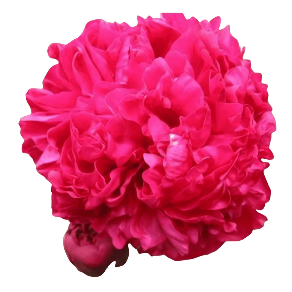 Inspector Lavergne - Patagonia Peonies Flowers | Fresh-Cut Wholesale P ...
