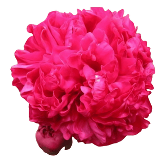 Inspector Lavergne - Patagonia Peonies Flowers | Fresh-Cut Wholesale Peony (October - November - December)