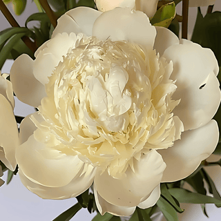 Ivory Victory - Patagonia Peonies Flowers | Fresh-Cut Wholesale Peony (October - November - December)