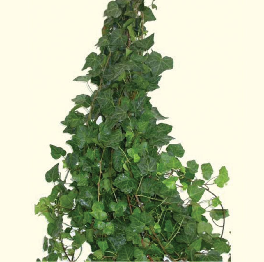 Ivy Green Premium Greenery Foliage Vine (Fresh Cut)