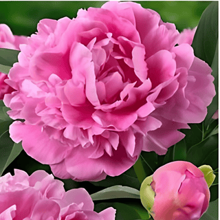 Jacorma - Patagonia Peonies Flowers | Fresh-Cut Wholesale Peony (October - November - December)