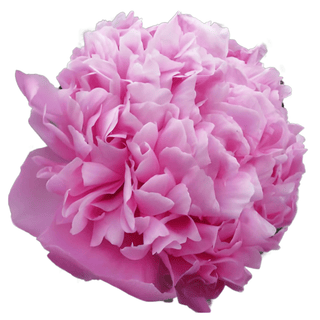 Jules Elie - Patagonia Peonies Flowers | Fresh-Cut Wholesale Peony (October - November - December)