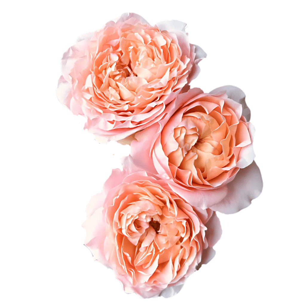 garden spray roses Light Pink Julietta Premium Spray Rose – Fresh Cut Stems