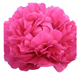 Kansas - Patagonia Peonies Flowers | Fresh-Cut Wholesale Peony (October - November - December)