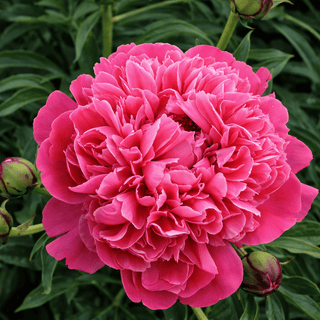 Kansas Fresh Cut American Peony – May & June Delivery
