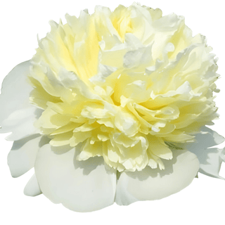 Laura Dessert - Patagonia Peonies Flowers | Fresh-Cut Wholesale Peony (October - November - December)