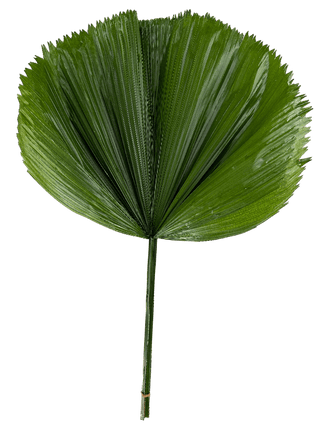 Licuala Palm