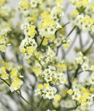 Limonium Piña Colada 80 stems