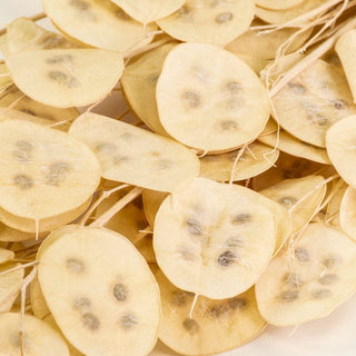 Lunaria Bleached Dried Natural Preserved