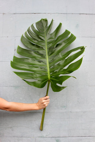 Monstera Large Green