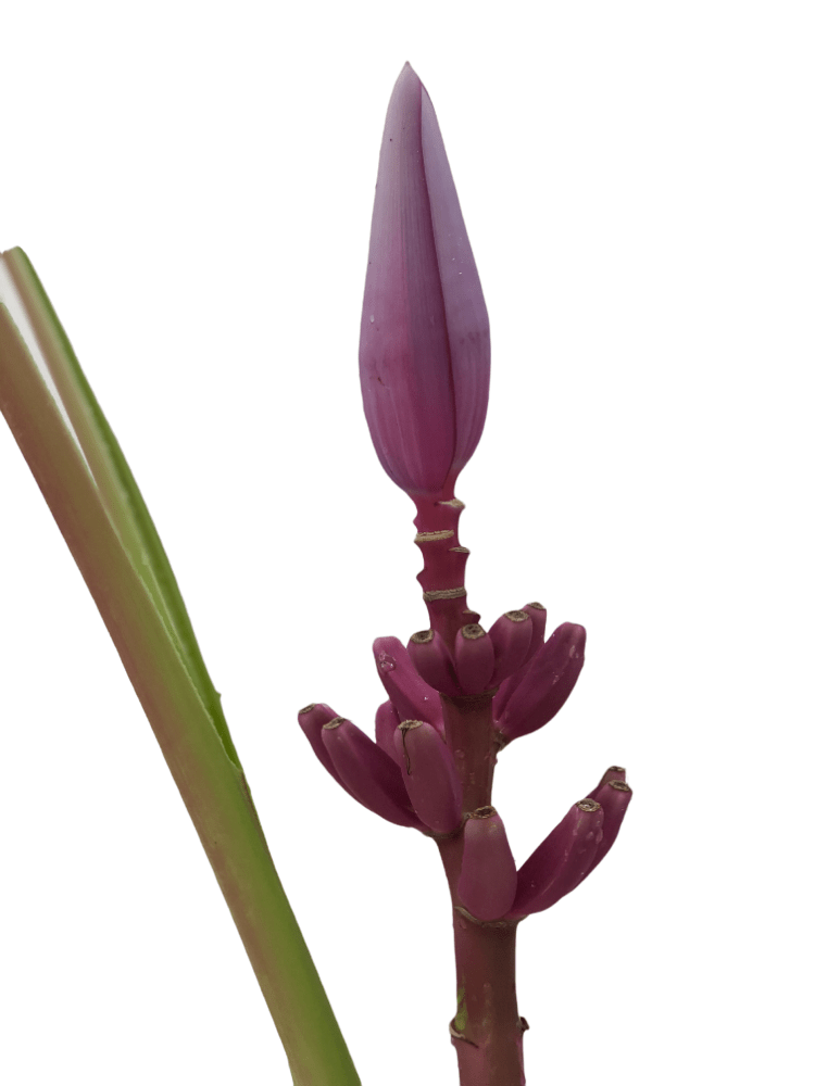 Musas Royal Dark Puerple Tropical Flower (Fresh Cut) By Magic Flowers