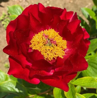 Mackinac Grand - Patagonia Peonies Flowers | Fresh-Cut Wholesale Peony (October - November - December)