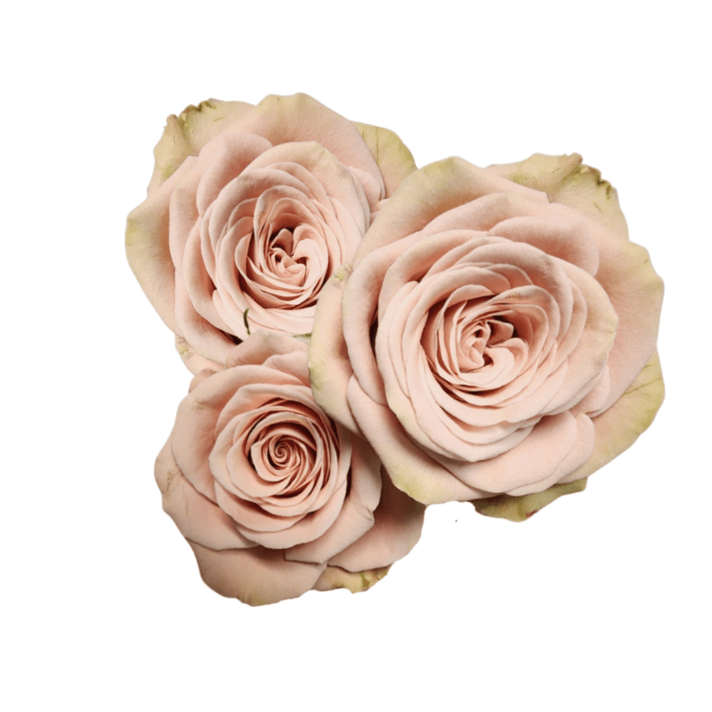 Magic Mocca Spray Rose Fresh Cut – Premium Farm Direct Spray Roses ...
