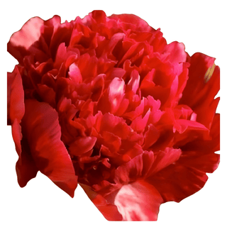 Many Happy Returns - Patagonia Peonies Flowers | Fresh-Cut Wholesale Peony (October - November - December)