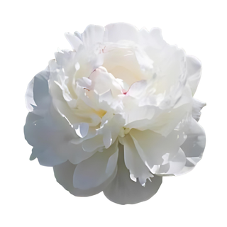 Mary Nichols - Patagonia Peonies Flowers | Fresh-Cut Wholesale Peony (October - November - December)