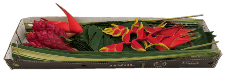 Tropical Combo Mini Fiesta Box By Magic Flowers