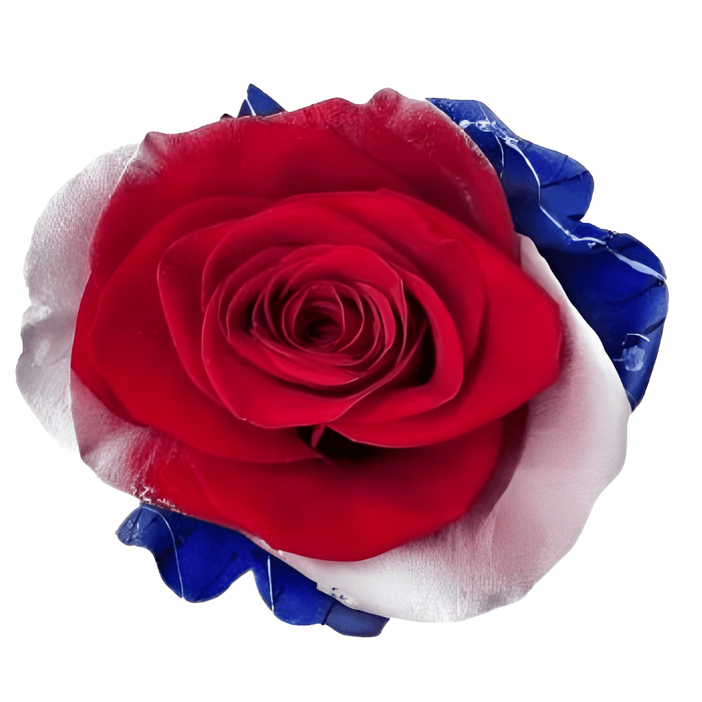 Liberty Soul Tinted Patriotic Rose (Fourth of July)
