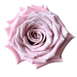Mint Sweet Menta Rose Fresh Cut – Premium Farm Direct Roses