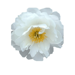 Miss America - Patagonia Peonies Flowers | Fresh-Cut Wholesale Peony (October - November - December)