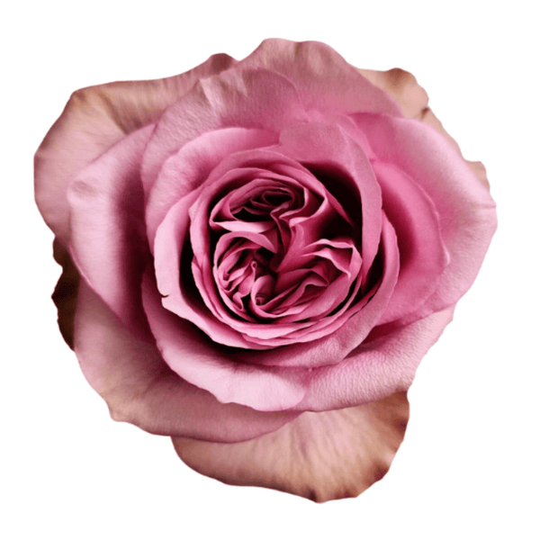 mardi matin pom rosé 14 Montmartre_grande.png?v=1752083509