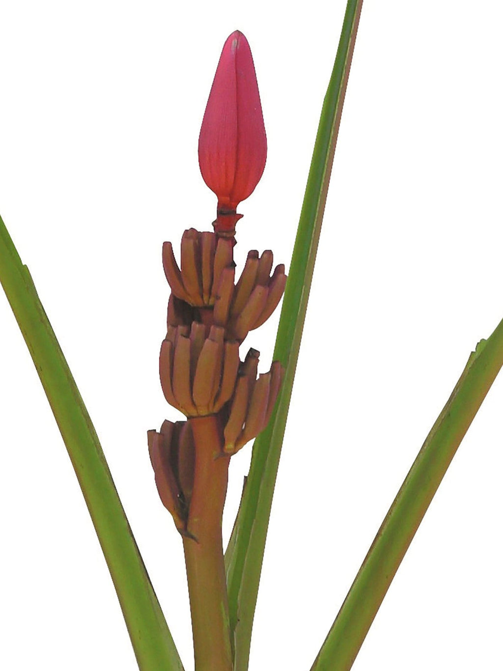 Musa Mouve Red Tropical Flower (Fresh Cut)