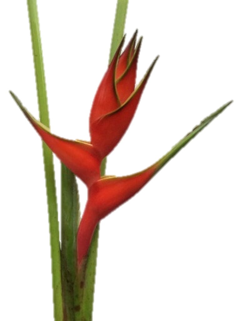 Heliconia Ligth Red Nativa