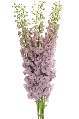 Pink Delphinium Elatum (Paramo) – Soft Blush Stems (70 cm) | 75 Stems Wholesale