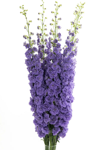 Purple Delphinium Elatum (Paramo) – Premium Tall Stems (70 cm) | 75 Stems Wholesale