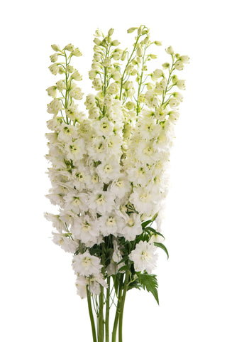 Bulk White Delphinium Elatum (Paramo) for Elegant Weddings | Premium, 70 cm