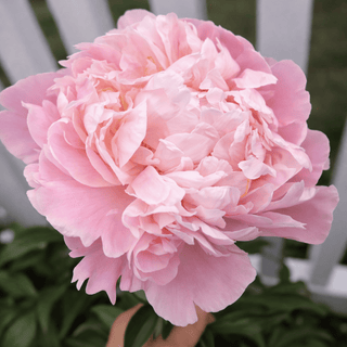 Blush Pink Fresh Cut American Peony – May & June Delivery