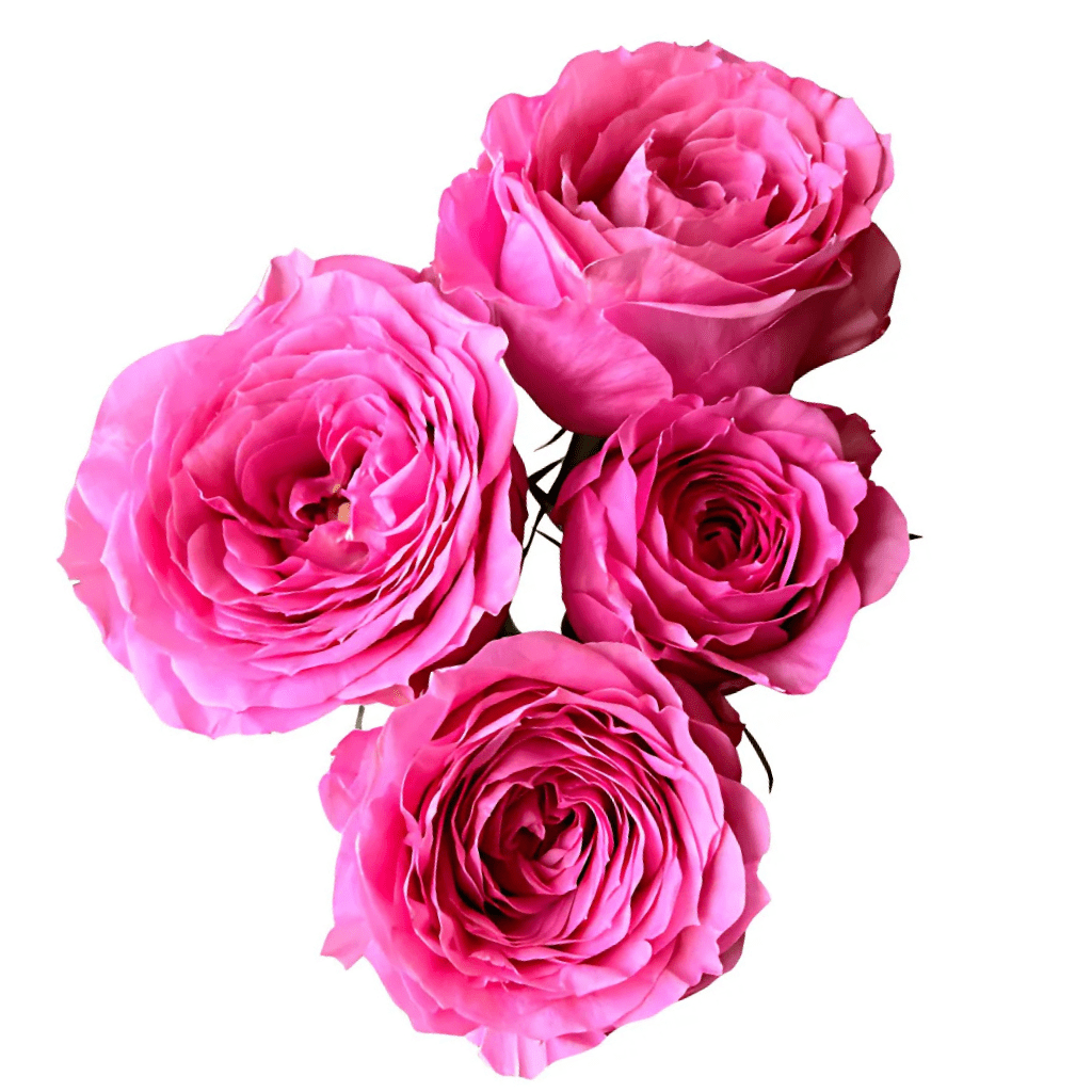 Pink Noah Premium Spray Rose – Fresh Cut Stems – Greenchoice Flowers