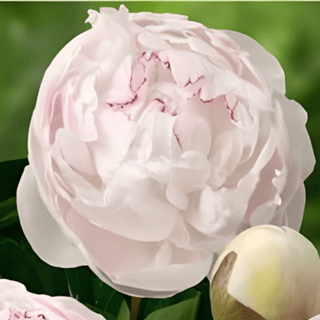 Odile - Patagonia Peonies Flowers | Fresh-Cut Wholesale Peony (October - November - December)