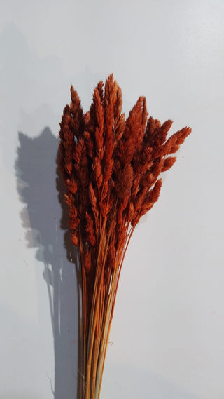 Orchad Grass Dried Natural Preserved