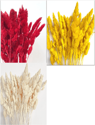 Orchad Grass Dried Natural Preserved