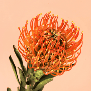 Pincushion Ayoba Peach – Fresh Cut Premium Protea for Weddings & Events