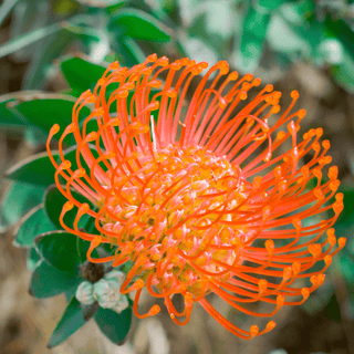 Pincushion Ayoba Peach – Fresh Cut Premium Protea for Weddings & Events