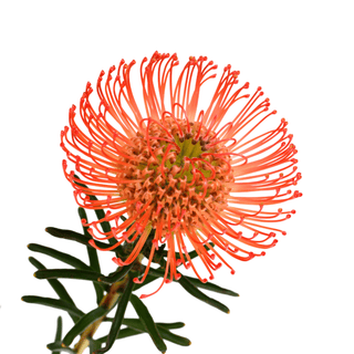 Pincushion Red Orange Tango – Fresh Cut Protea for Weddings & Luxury Events