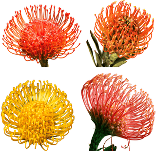 Pincushion Mix – Fresh Cut Protea Variety Pack for Weddings & Events