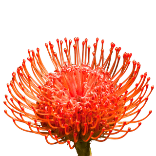 Pincushion Red Orange Tango – Fresh Cut Protea for Weddings & Luxury Events