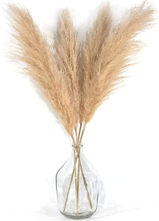 Pampas Flat Dried Natural Preserved